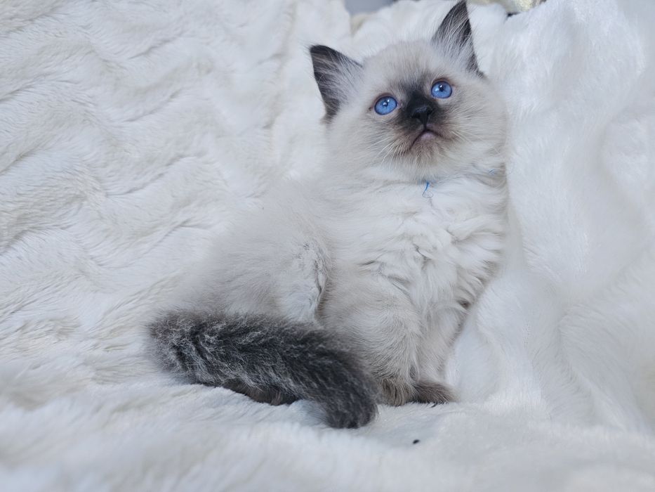 Kocurek Ragdoll z rodowodem (kocięta Ragdoll) gotowy do odbioru