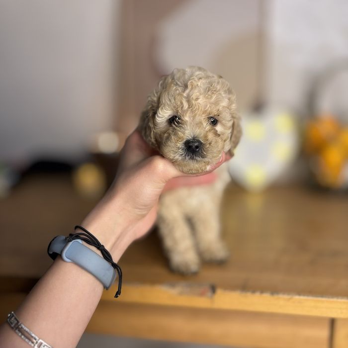 Міні Мальтипу дівчинка — унікальна порода