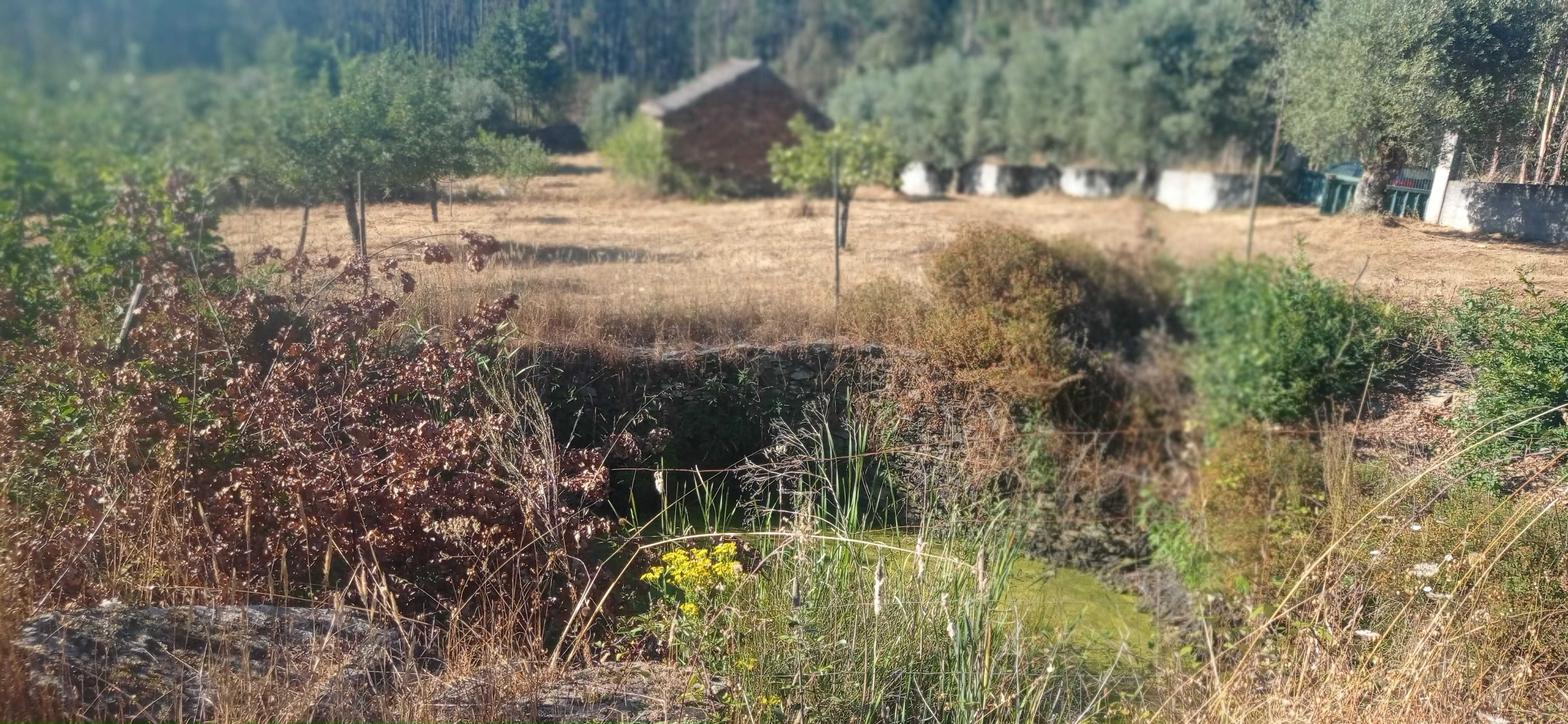 Terreno 1 hectare com casa rural e árvores de fruto