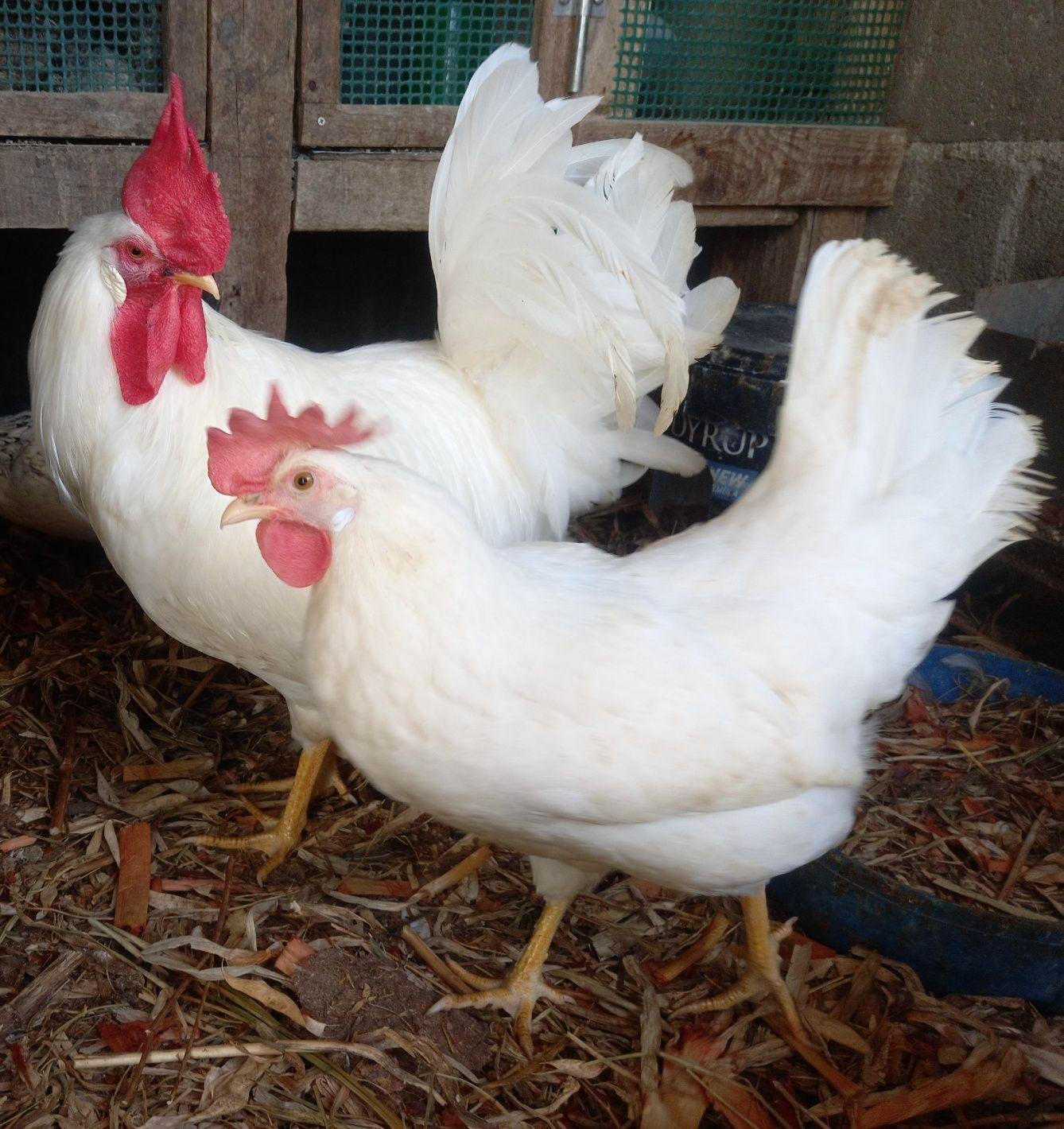 Leghorn - Ovos galados