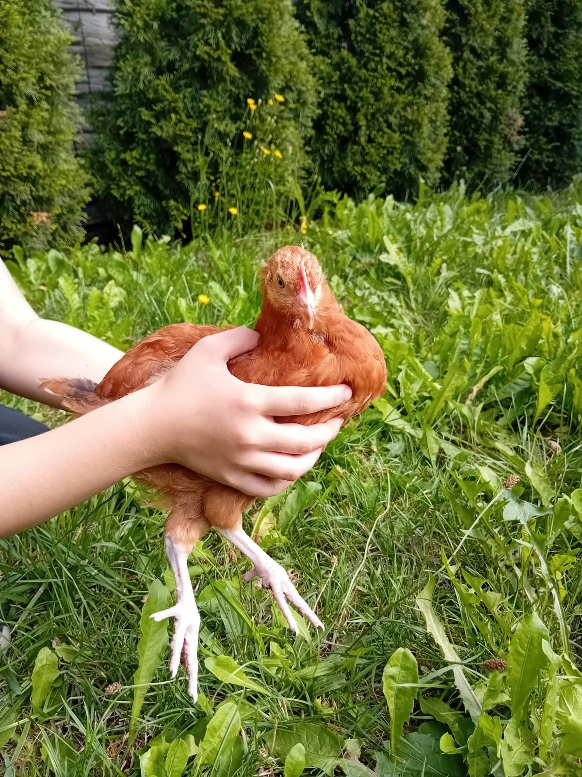 Kura kury Rosy 10 tygodniowe ekologiczne naturalne