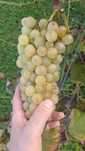 Sadzonki winogron na wino oraz do jedzenia deserowe owoce