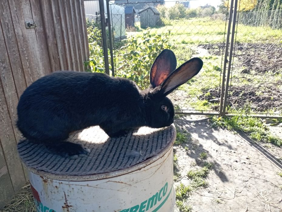 Olbrzym Belgijski Czarny
