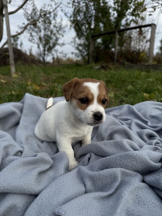 Джек Рассел Тер’єр