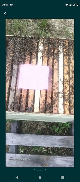 Бджолопакети Карніка