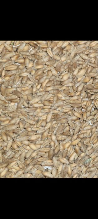 Sprzedam Pszenice rok po kwalifikacie, Owies