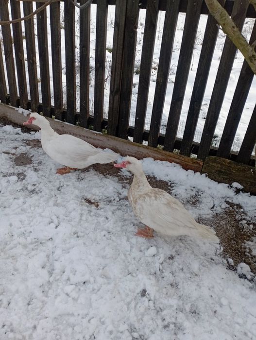 Качки важка лінія молодняк