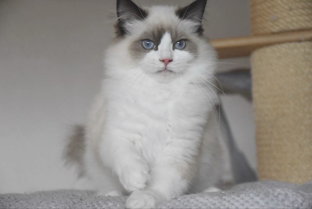 Kocurek Ragdoll z rodowodem - Winston, gotowy do odbioru