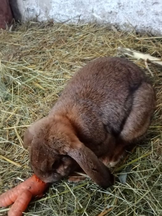 Króliki mieszańce nowozelandzki czerwony x baran francuski