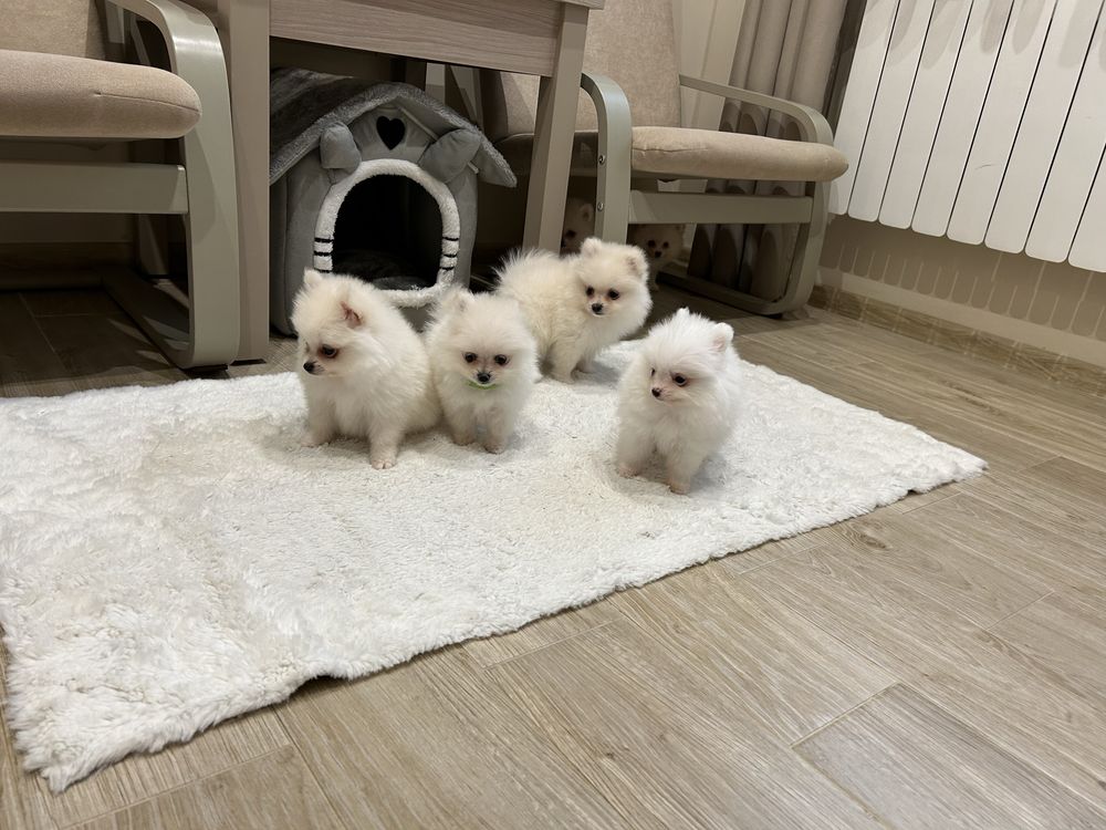 Szpic miniaturowy pomeranian, biały, jasny kremowy, chłopcy!