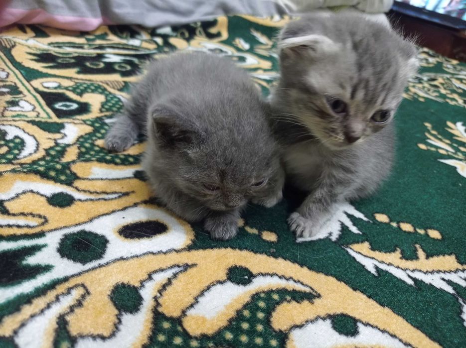Продаж шотланських кошенят, Є вісловухі і прямовухі кошенята.