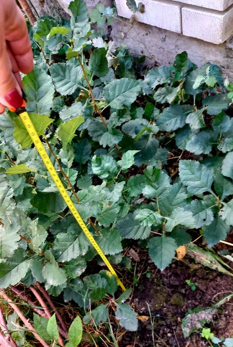 Саджанці глоду лікарського