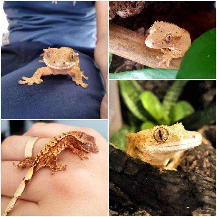 Repashy Crested Gecko Classic, Mango, 3.2 - dla gekon orzęsiony