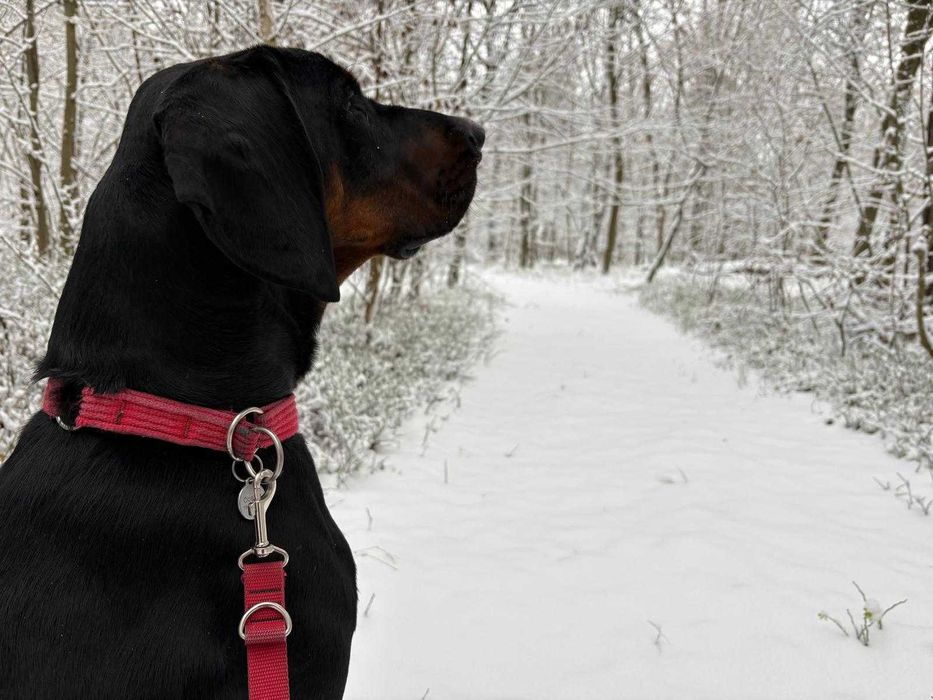 ODDAM  gończy polski rodowodowy 2 lata