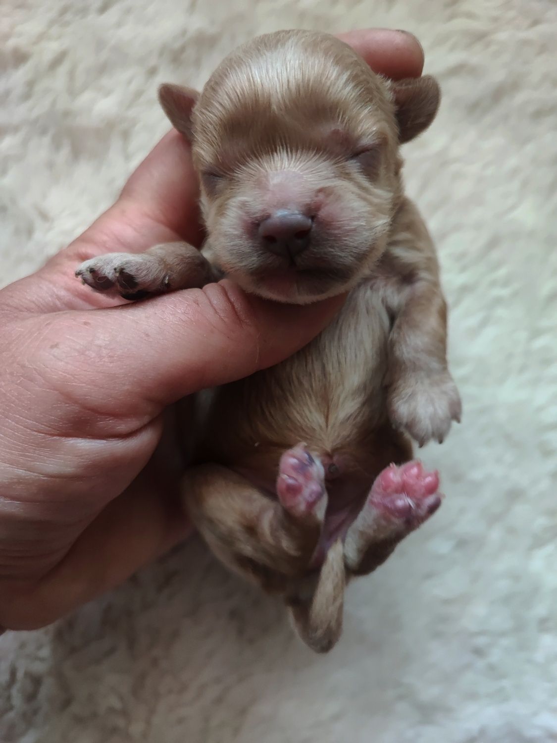 Cavapoo malutka suczka z króciutkim pyszczkiem do rezerwacji