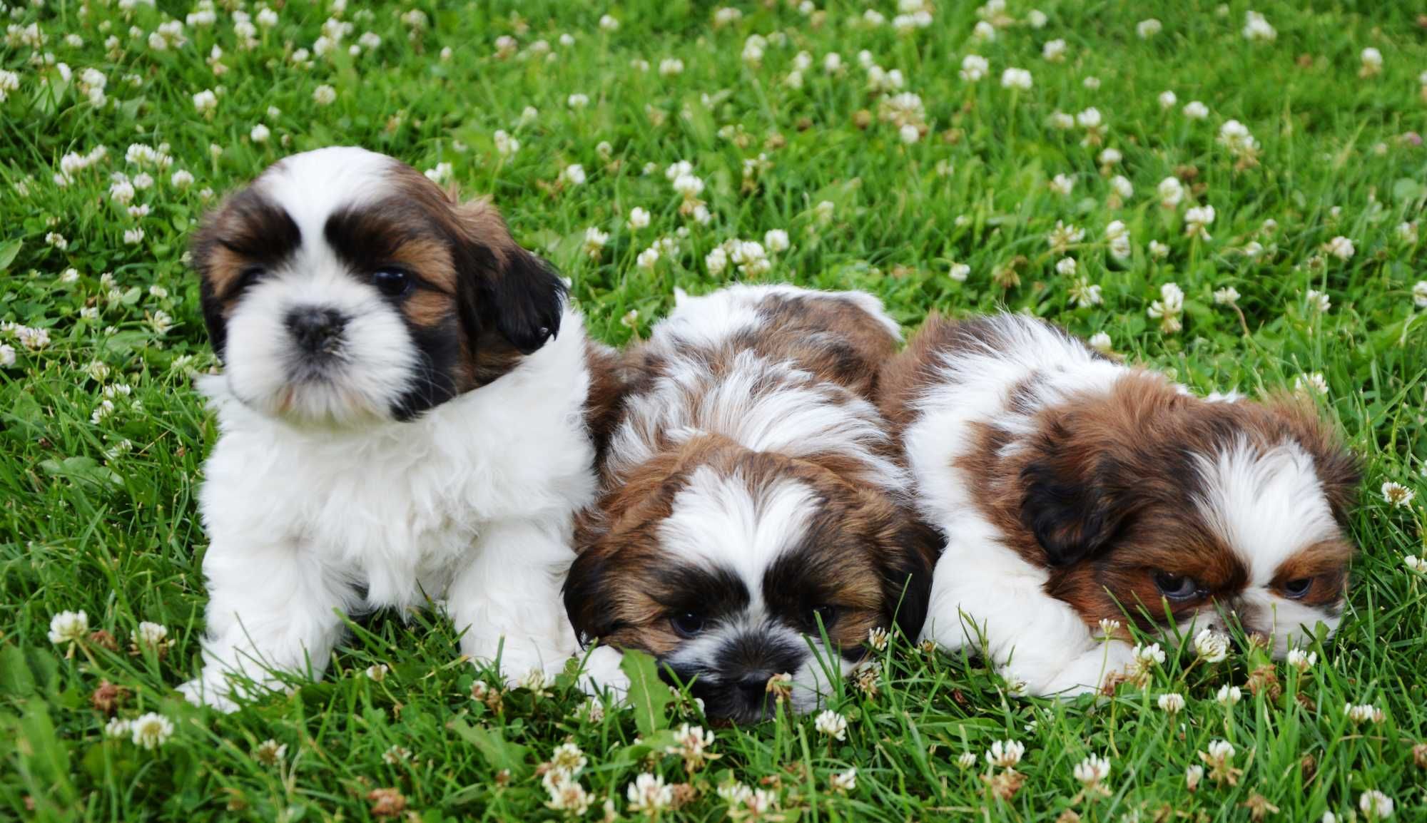 Shih-tzu piesek wychowany