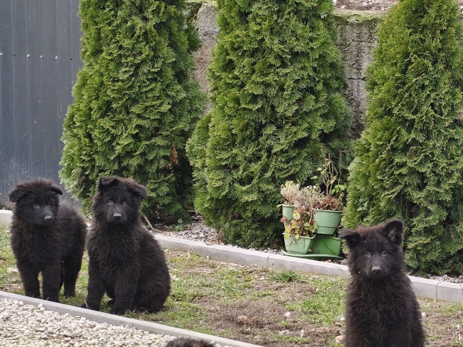 Owczarek niemiecki czarny