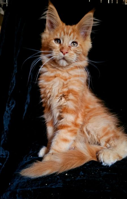 Рыжий мальчик мейн кун