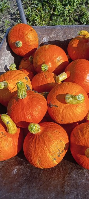Dynia hokkaido 20 kg bez nawozów z własnej działki