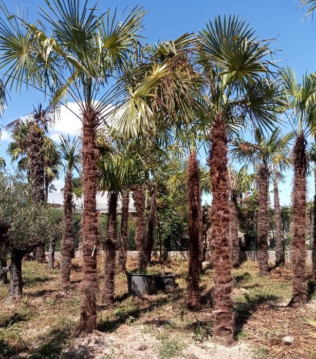 Oliveiras Milenares e centenárias