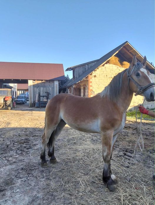 Sprzedam ogiera 2 lat