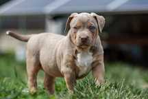 Szczenię American Bully XL
