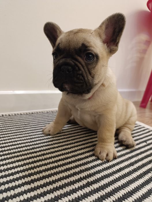 Buldog Francuski suczka