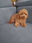 Piesek Maltipoo F1b
