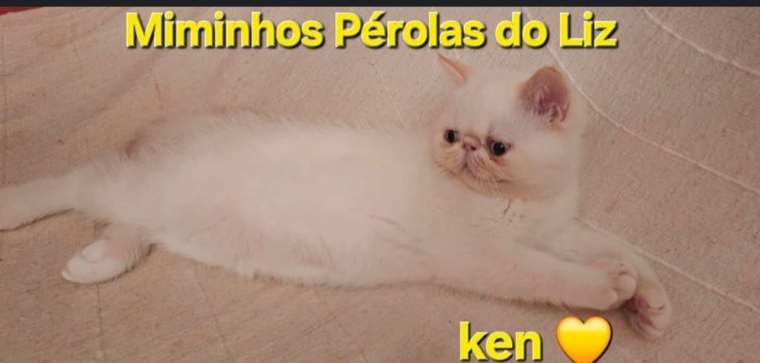 Gatinho persa exótico