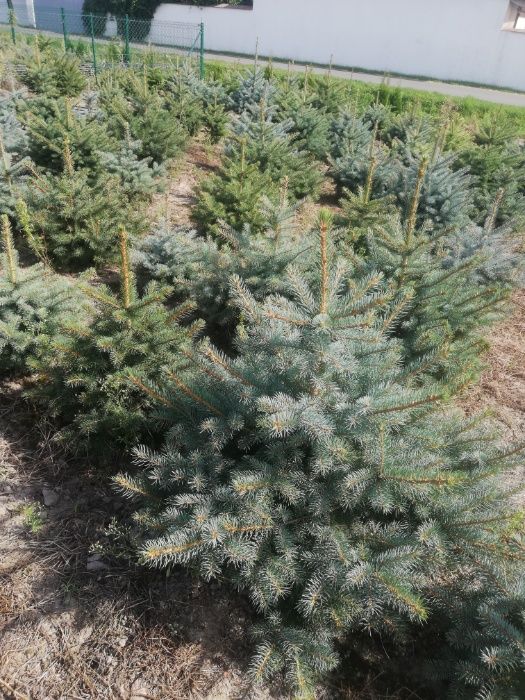 Świerk Srebrby Srebrzysty Iglaki Ocieszyn