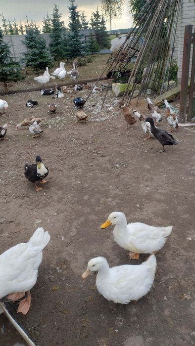 Kaczki biegusy Pekin staropolskie francuskie piżmowe, Gąski