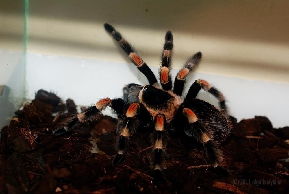 Продам паука-птицееда Brachypelma smithi