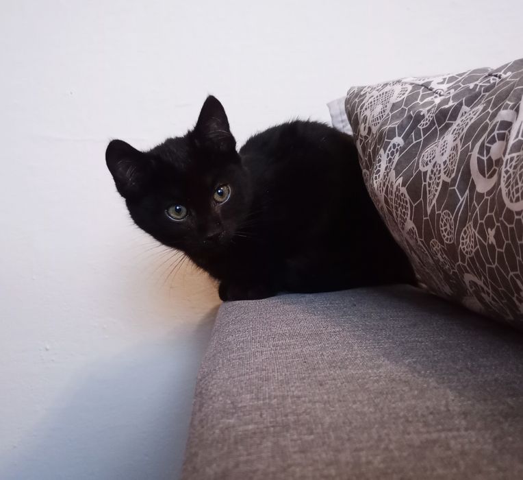 Mały kotek do oddania w dobre ręce