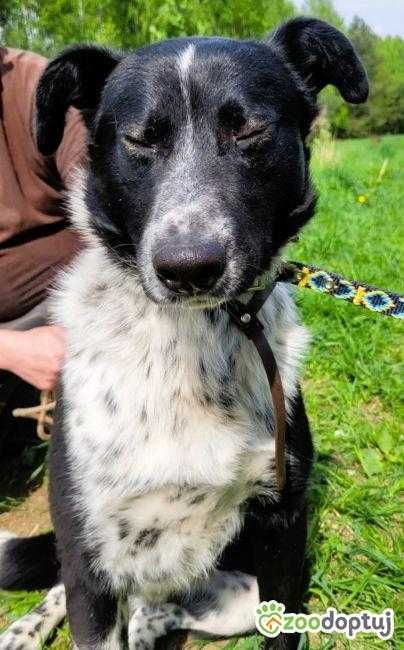 FELIKS - piękny psiak w typie border collie gładkowłosy do adopcji