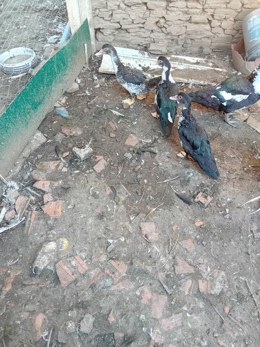 Vndo patos mudos adultos