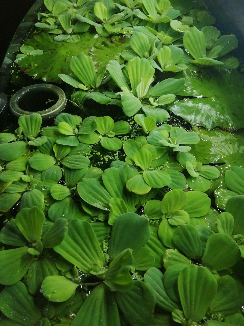 Pistia rozetowa do akwa