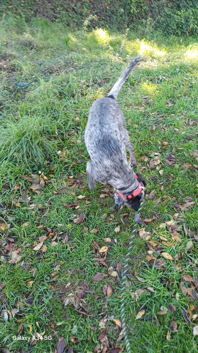 Macho com 8 meses com chip