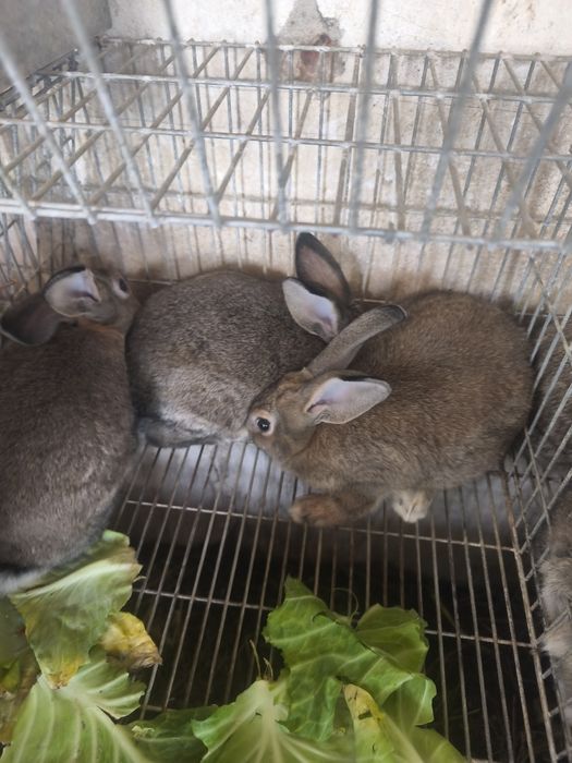 Coelhos para venda