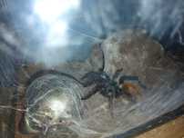 Chromatopelma cyaneocubescens samica + terrarium
