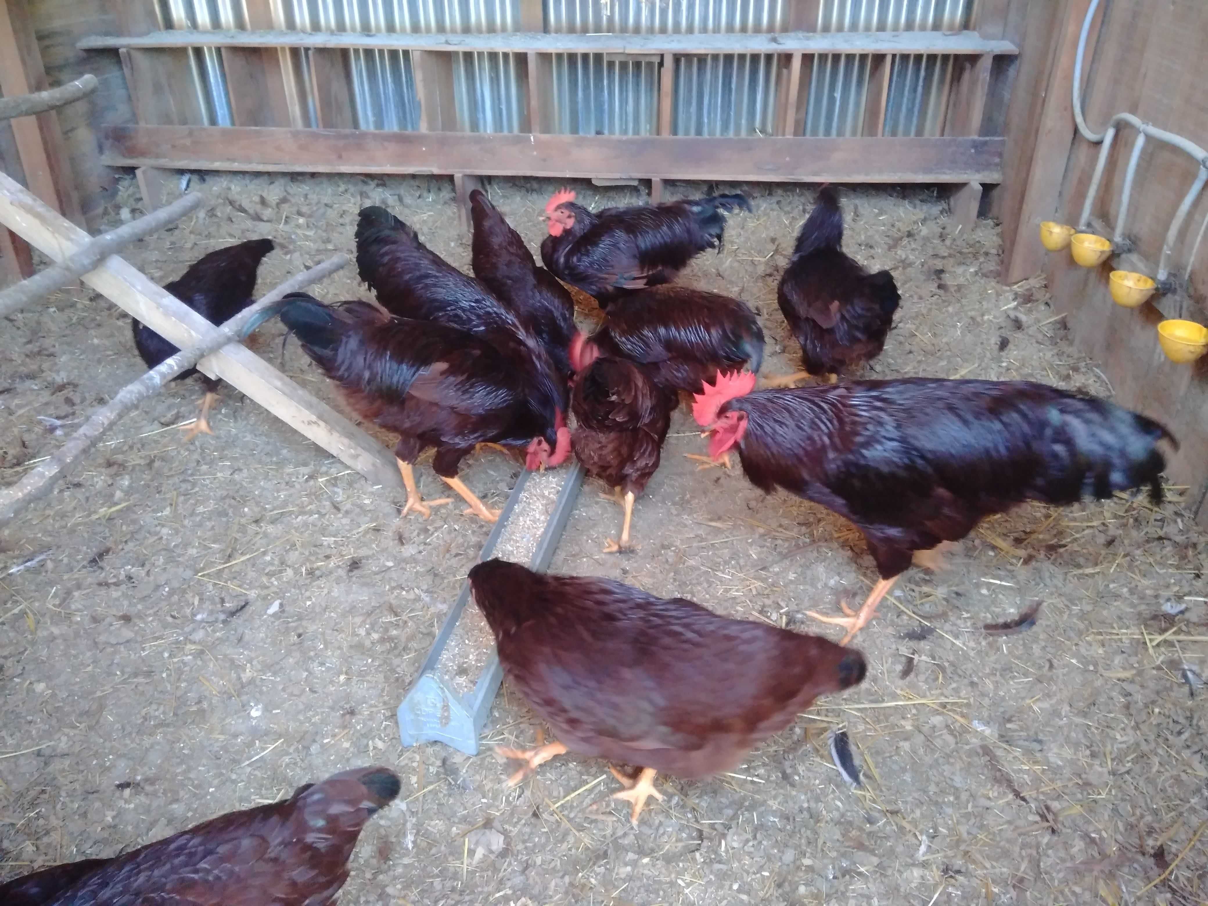 Ovos Galados Rhode Island Red (Com Garantia)