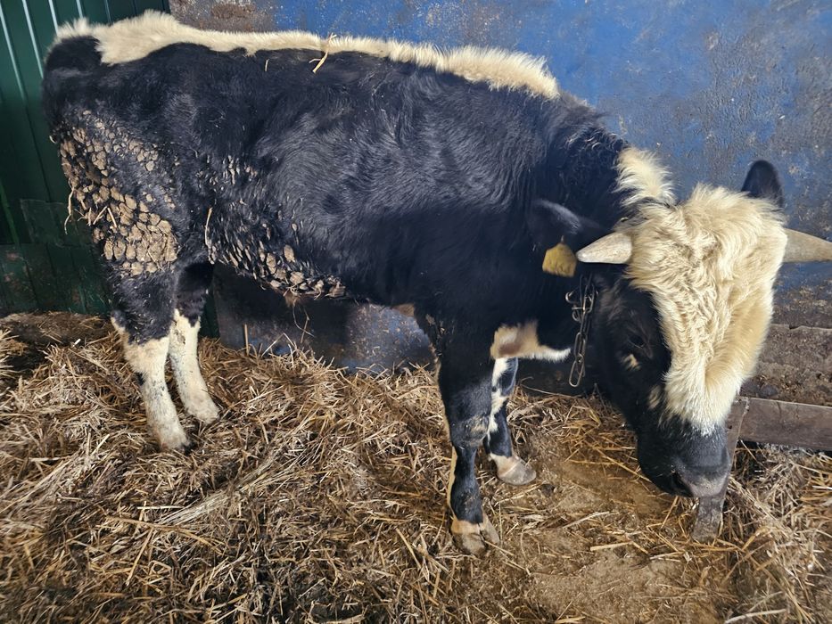 Sprzedam 2 byki roczne białogrzbiety