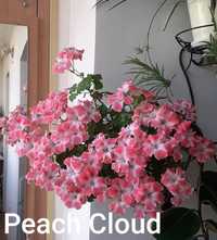Унікальна пеларгонія Candy Flowers Peach Cloud