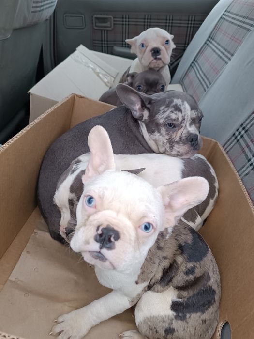 Чудові,красиві, розумні, різного забарвлення француз,з доставкою довас