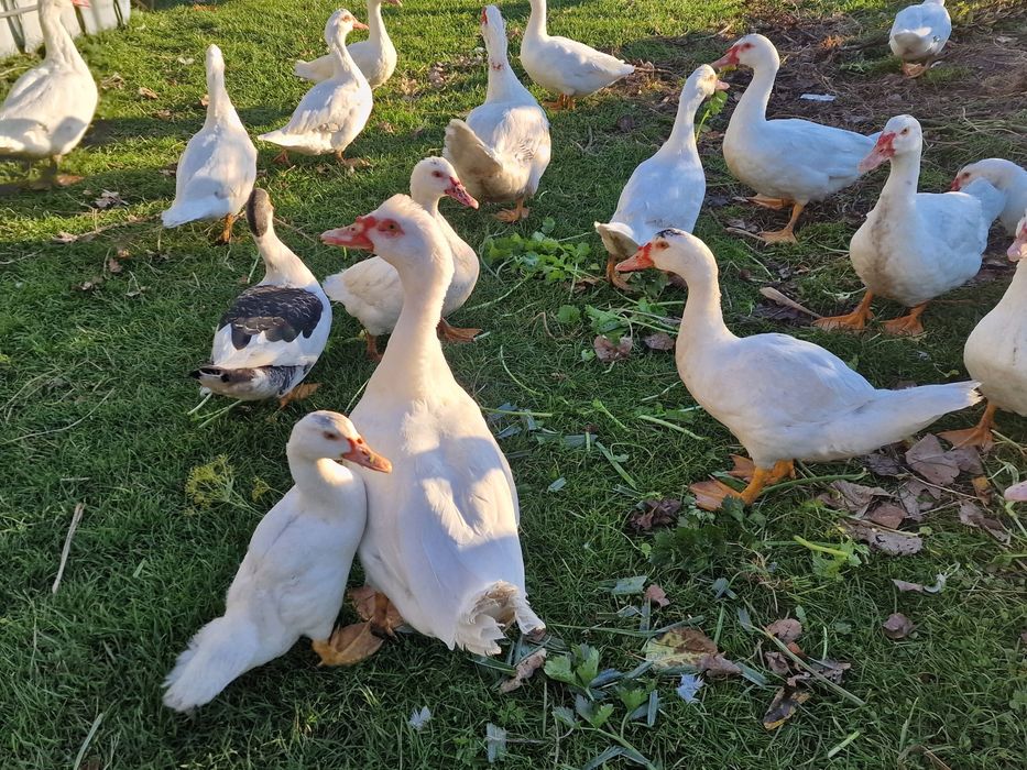 Kaczki francuskie tegoroczne