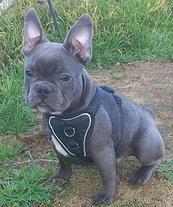 Щенок французского бульдога.  Николаев