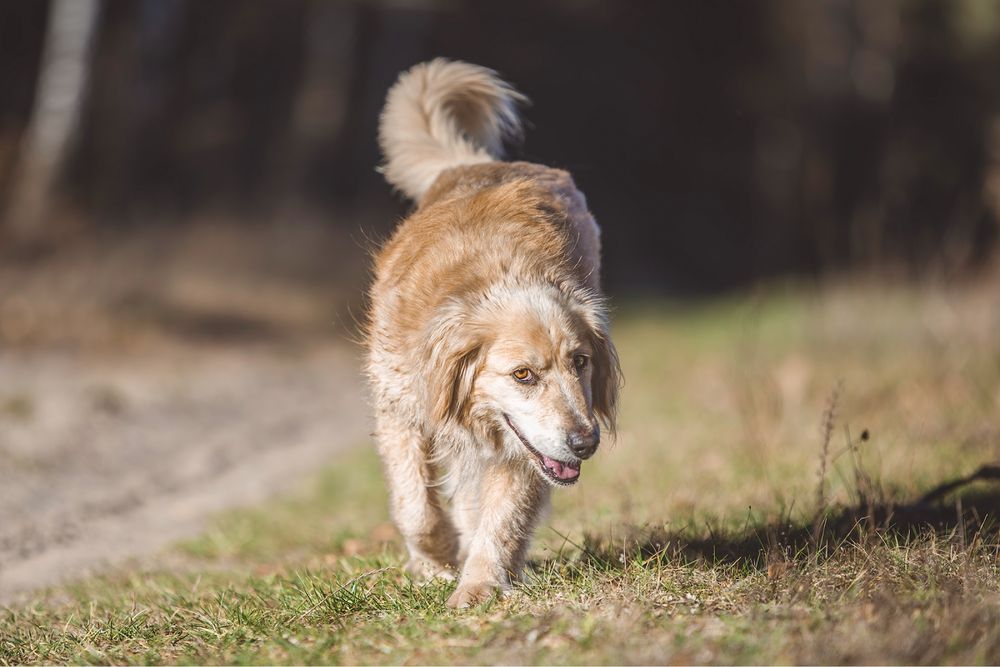 Borys - pies w typie rasy golden retriever prosi o szansę na dom