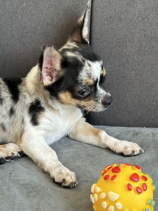 Хлочик чихуахуа.