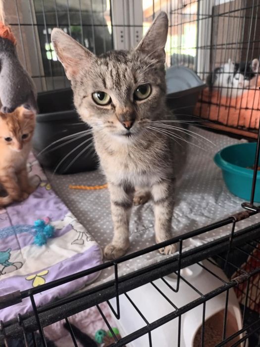 Dorosła bardzo dobra kochana cierpliwa kotka do adopcji