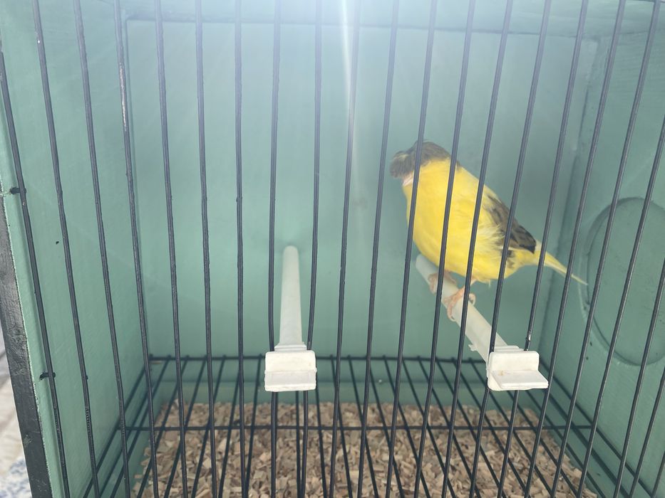 Canarios machos e femeas