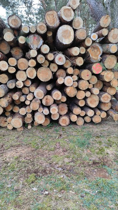 Drewno Sosnowe oraz Brzoza do palenia gotowe